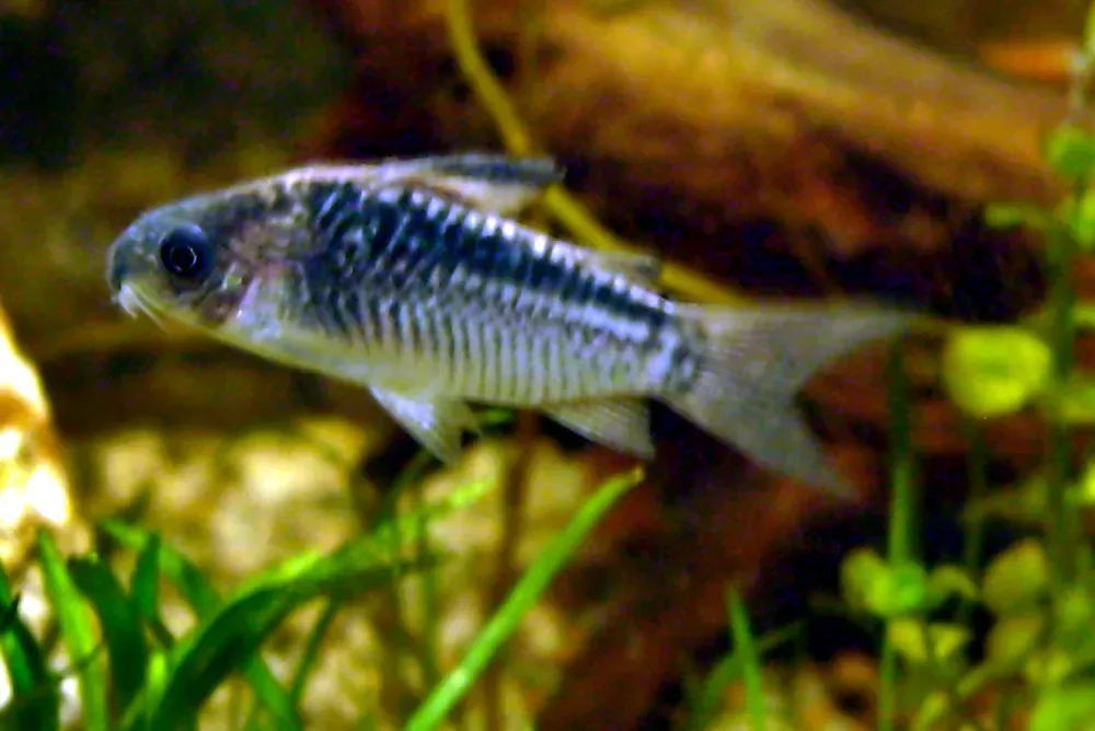 Elegant Corydoras