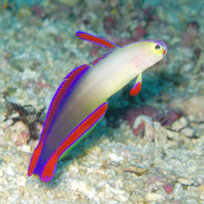Elegant Firefish