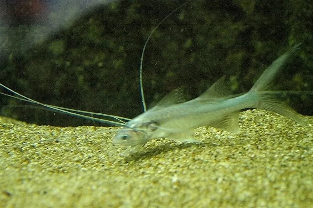 Elegant Paradise Fish