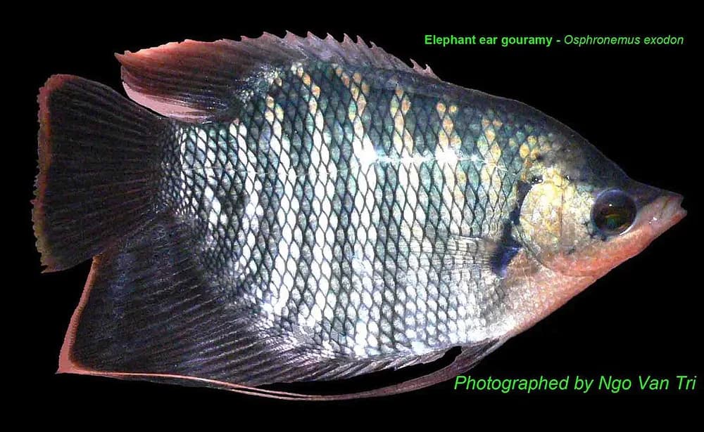 Elephant Ear Gourami