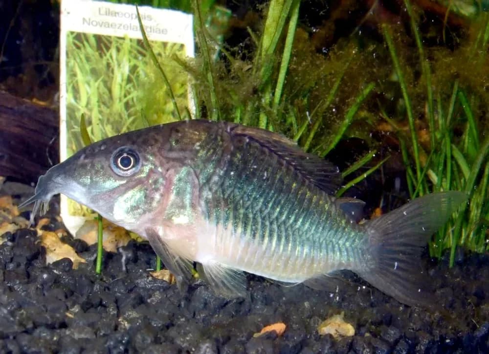 Emerald Catfish