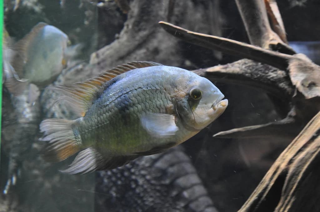 Emerald Cichlid