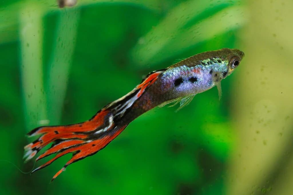 Endler's Livebearer