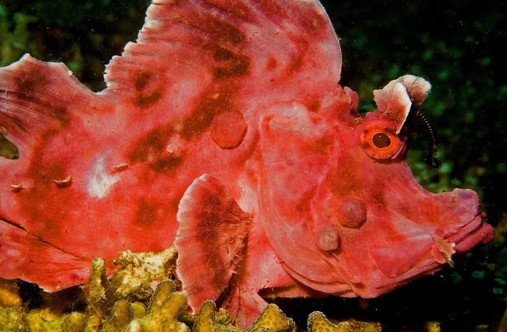 Eschmeyer's Scorpionfish