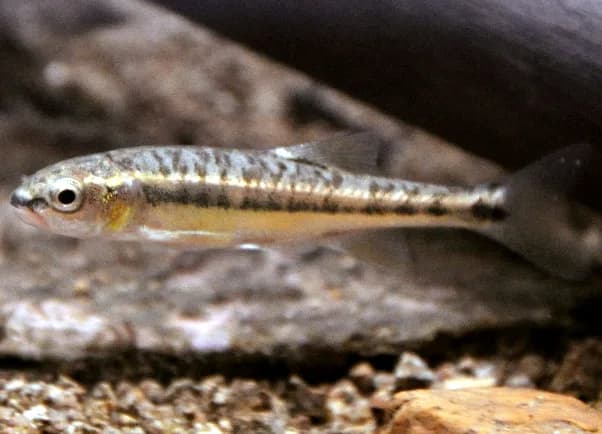 Eurasian Minnow