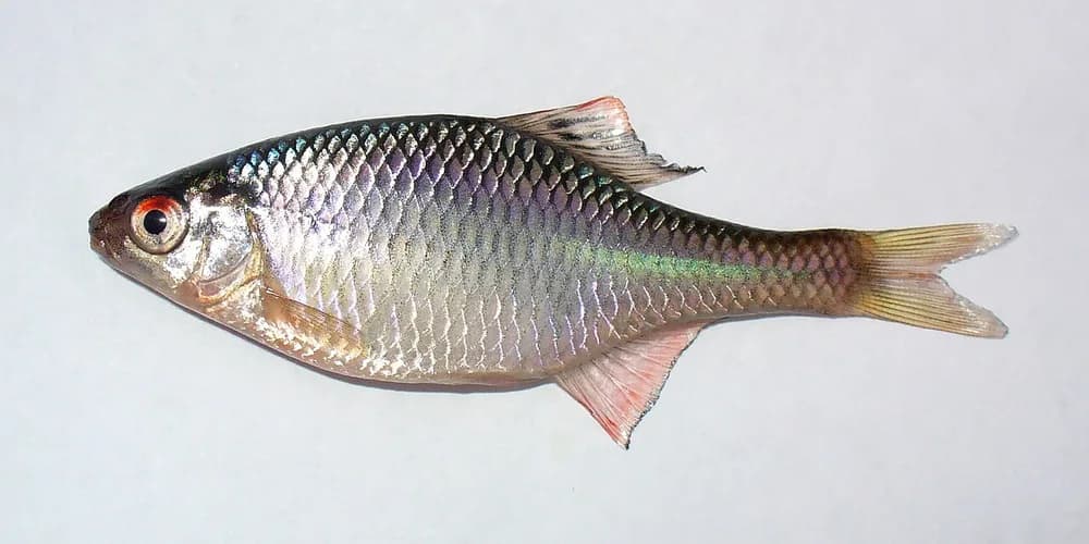 European Bitterling