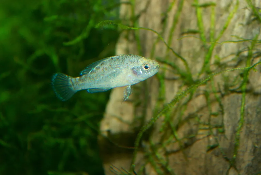 Everglades Pygmy Sunfish