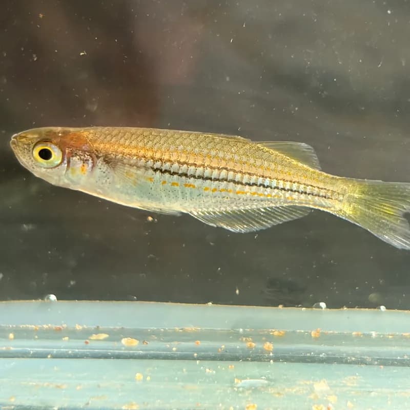 Exquisite Rainbowfish