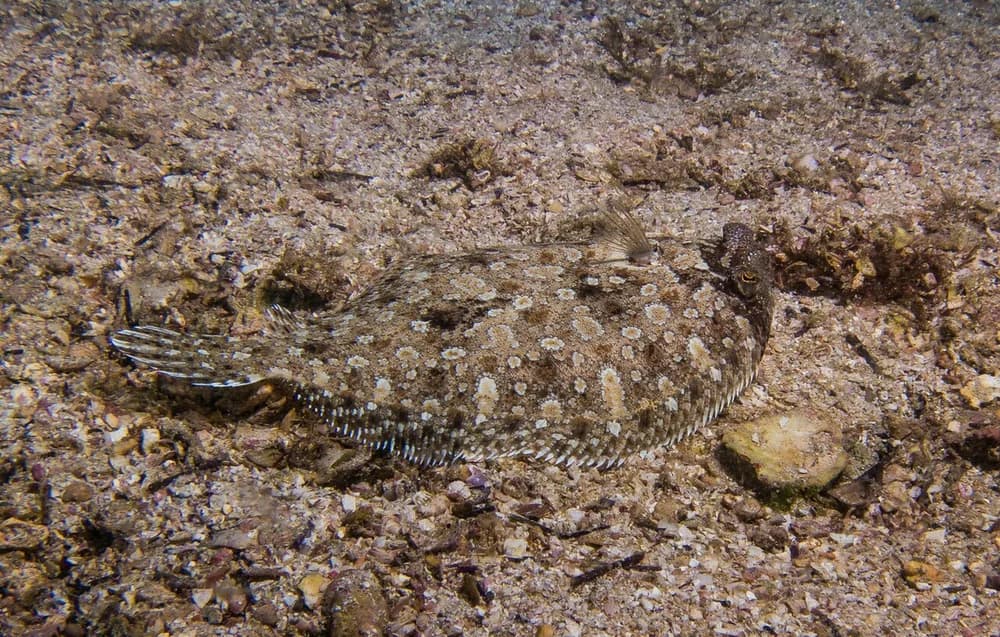 Eyed Flounder