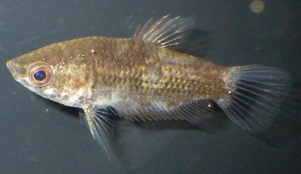 Eyespot Gourami