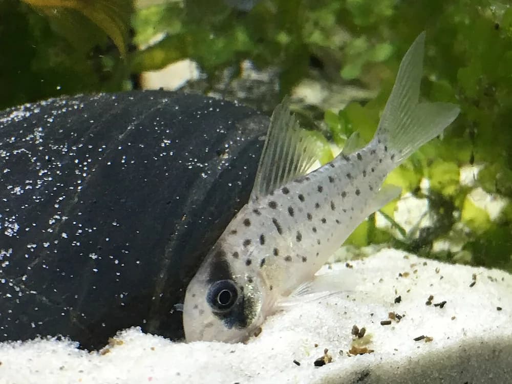 Fairy Catfish