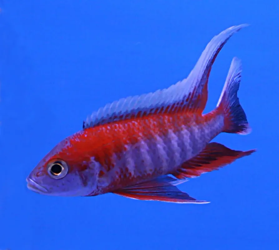 Fairy Cichlid