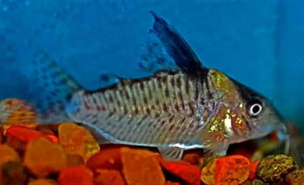 False Blochi Catfish