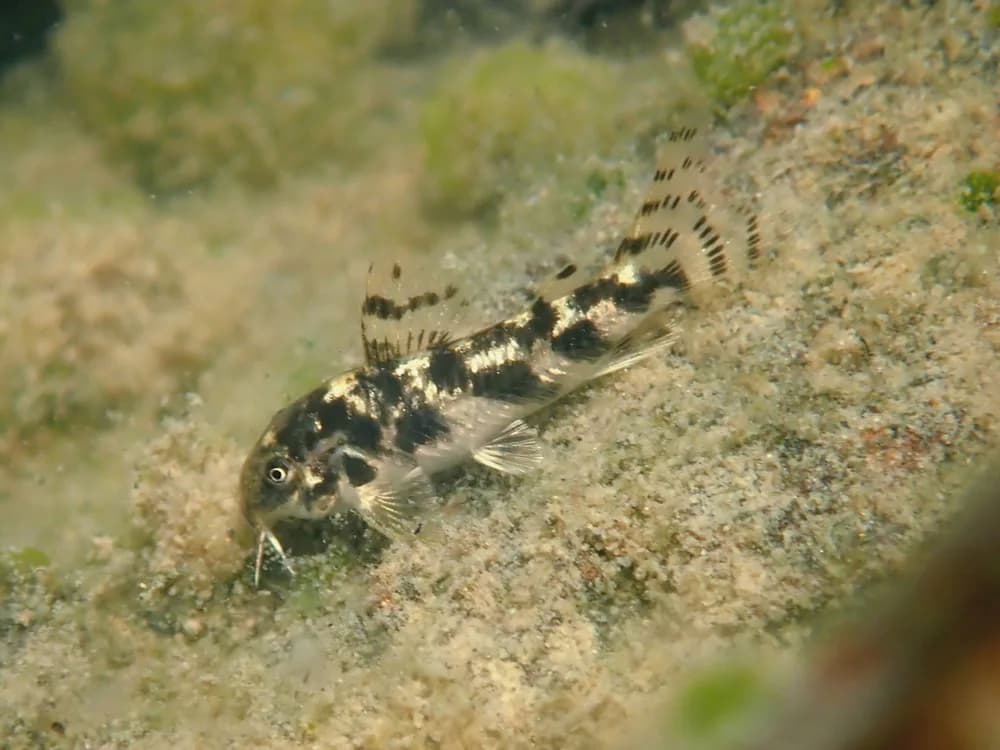 False Macropterus