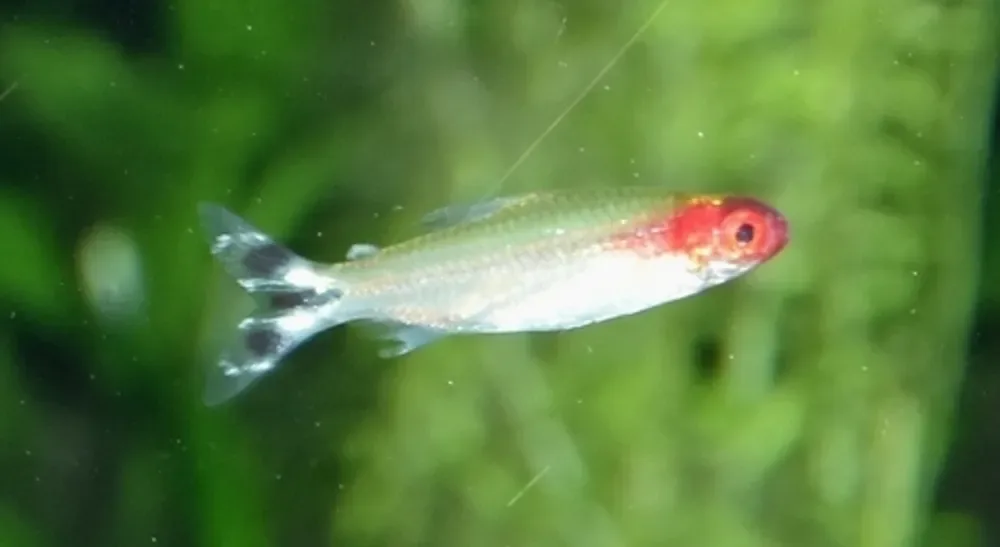 False Rummynose Tetra
