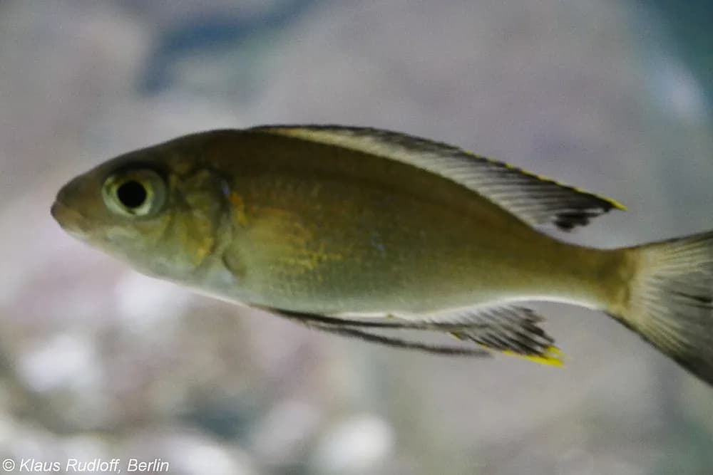 Featherfin Cichlid