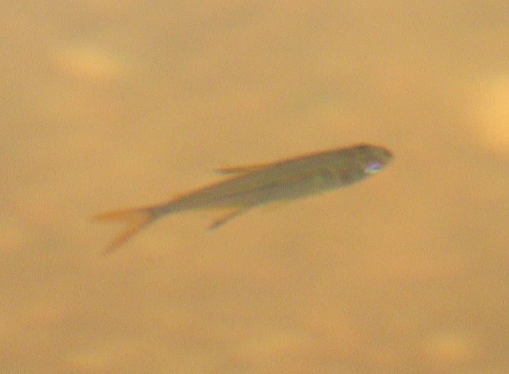 Featherfin Tetra