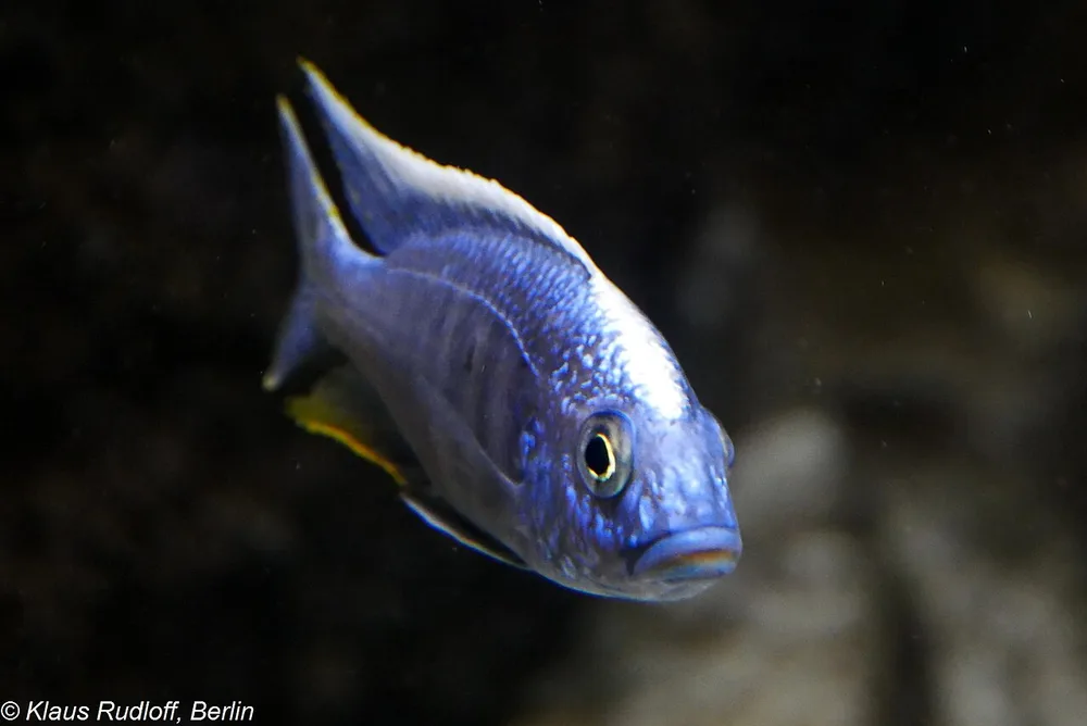 Fenestratus