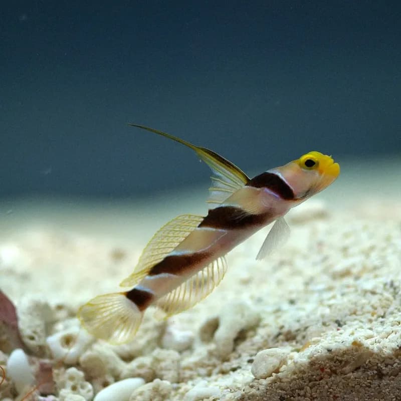 Filament-Finned Prawn-Goby