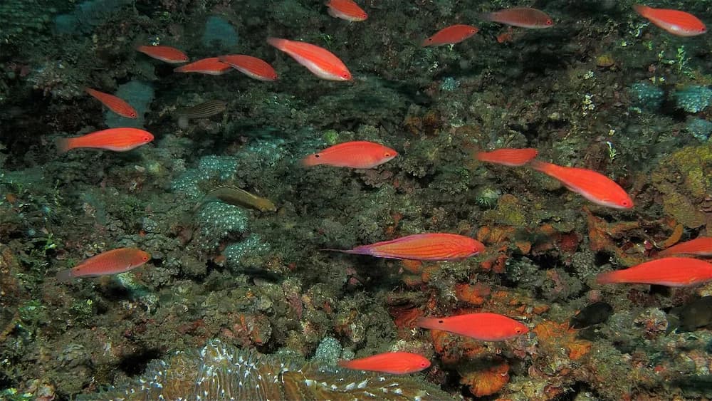 Filamentous Wrasse