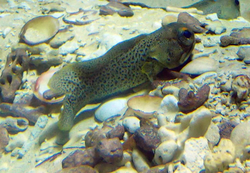 Finespotted Jawfish