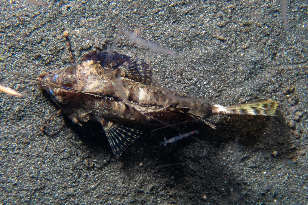 Fingered Dragonet