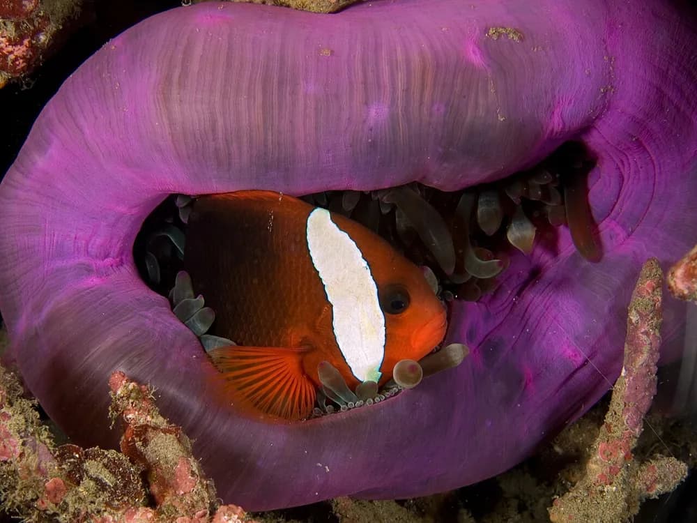 Fire Clownfish