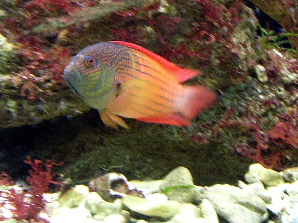 Fire-Tail Devil