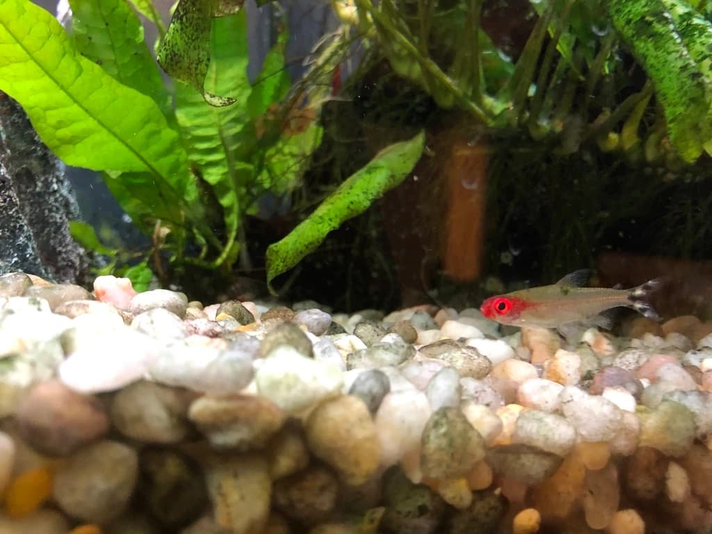 Firehead Tetra