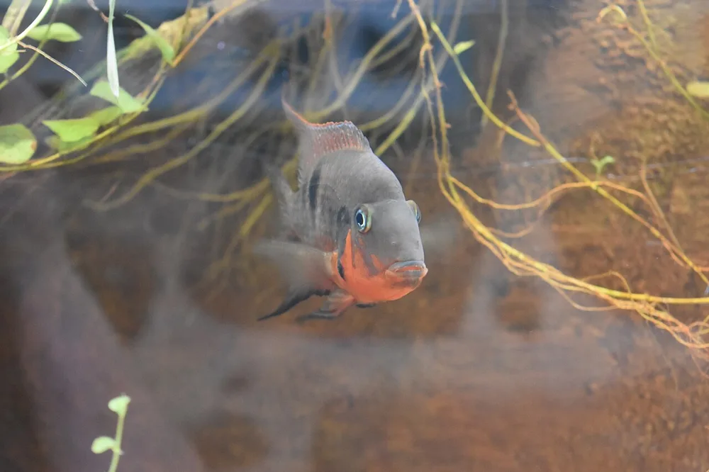 Firemouth Cichlid