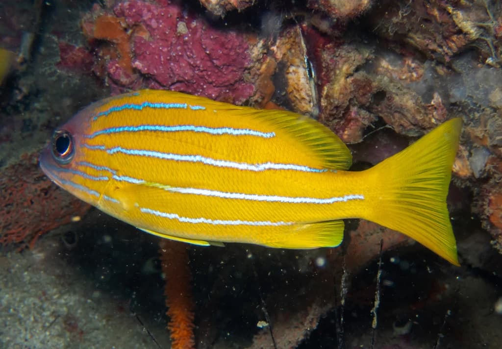 Five-Lined Snapper