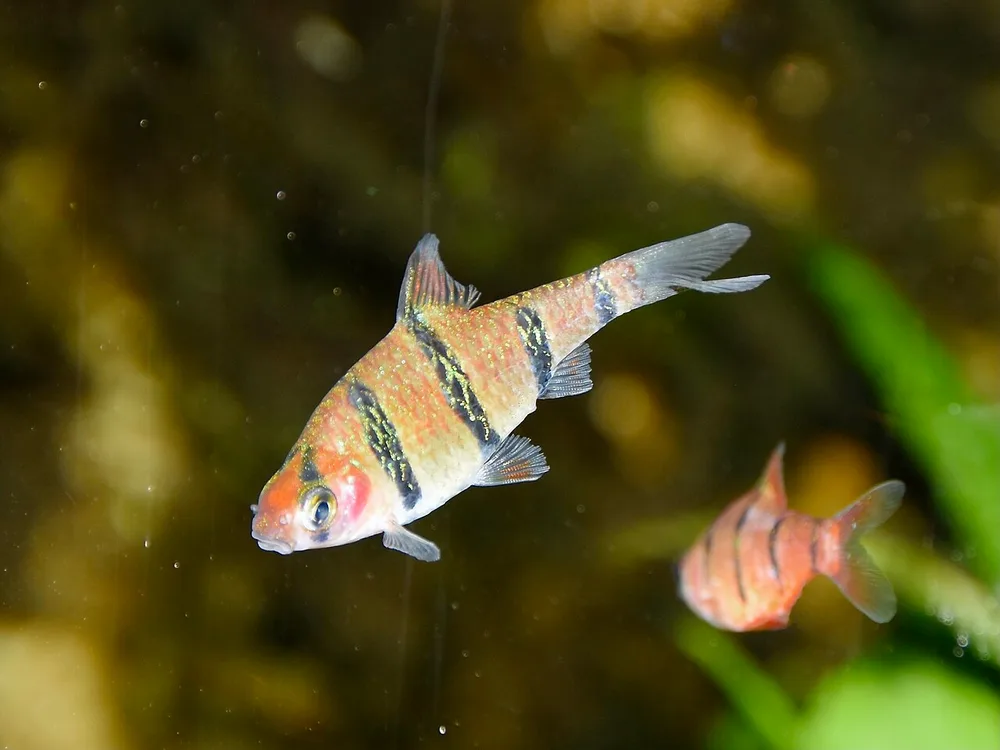 Fiveband Barb