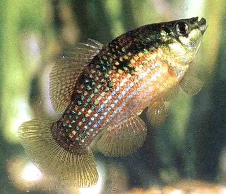 Flagfish