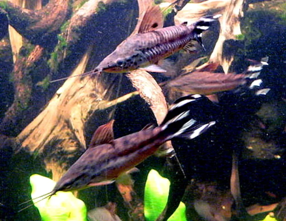 Flagtail Catfish