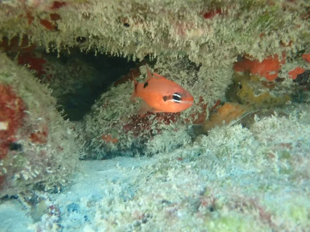 Flamefish