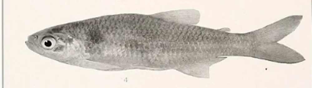 Flametail Tetra