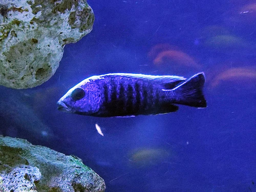Flavescent Peacock