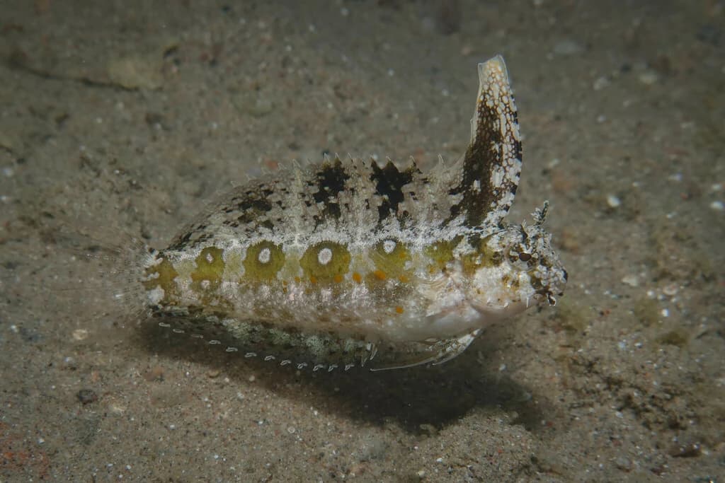 Floral Blenny