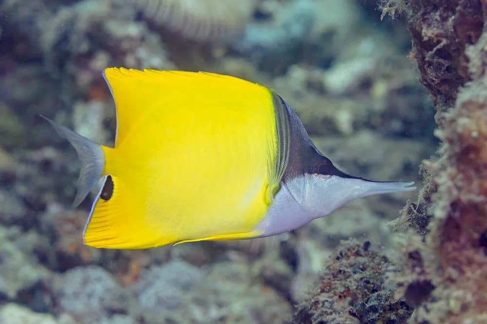 Forcepsfish