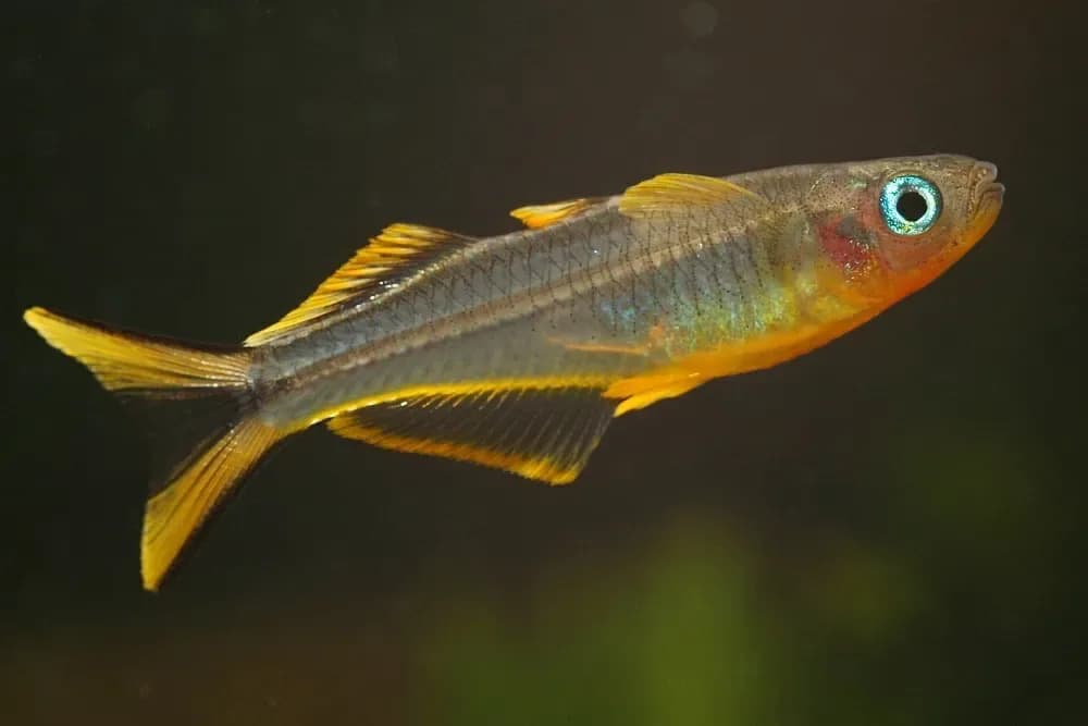 Forktail Rainbowfish