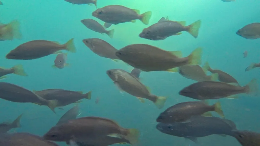 Fortescus Grunter