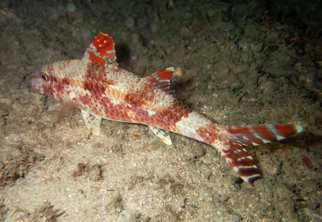 Freckled Goatfish
