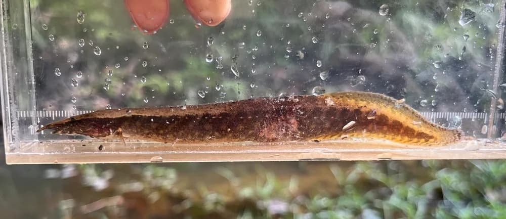 Frecklefin Eel