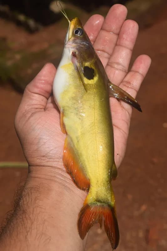 Günther's Catfish