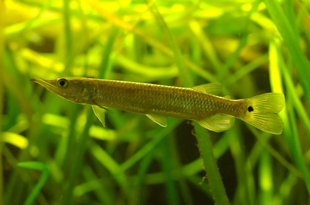 Gar Characin