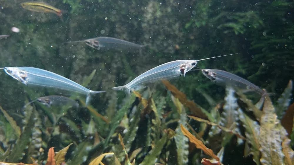 Ghost Catfish