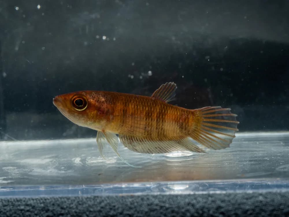 Giant Betta