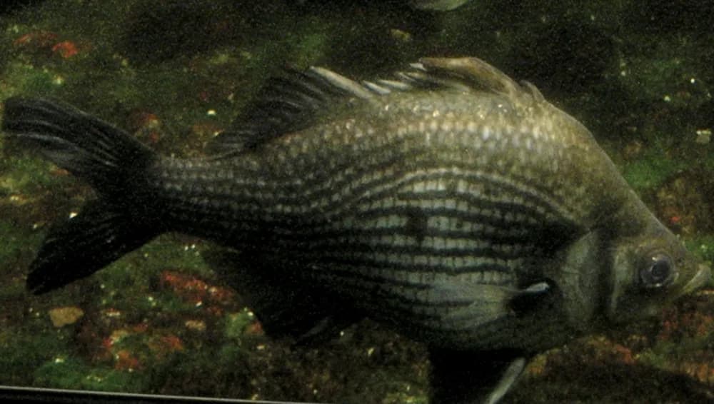 Giant Glassfish