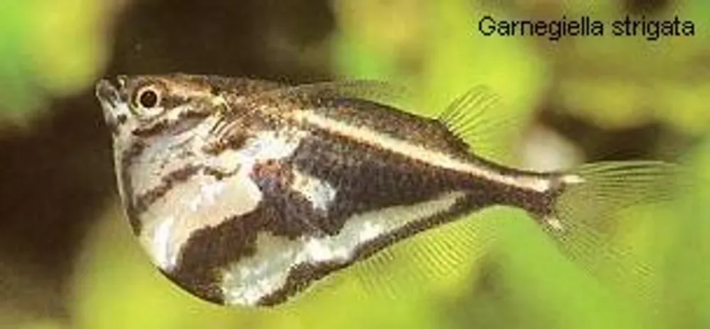 Giant Hatchetfish