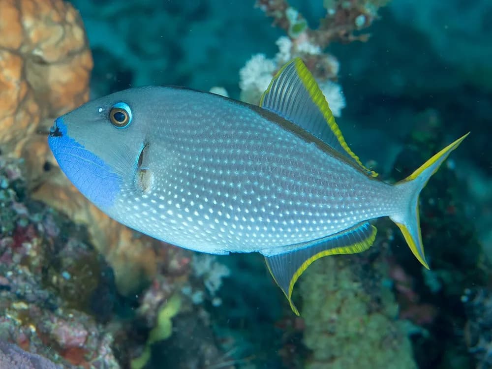 Gilded Triggerfish